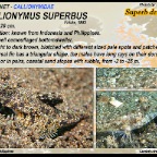 Callionymus superbus - Superb dragonet