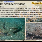 Dactylopus dactylopus - Fingered dragonet