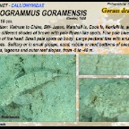 Diplogrammus goramensis - Goram dragonet