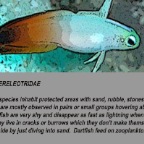Dartfish info.