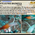 Nemateleotris magnifica - Fire dartfish