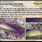 Nemateleotris decora - Elegant dartfish