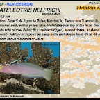 Nemateleotris helfrichi - Helfrich's dartfish