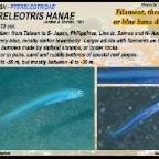Ptereleotris  hanae - Threadfin dartfish