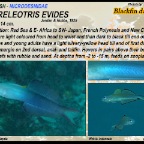 Ptereleotris evides - Blackfin dartfish