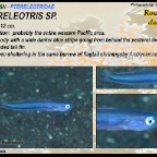 Ptereleotris sp. - Roundtail dartfish