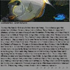 Surgeonfish info