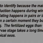 Surgeonfish info. 2