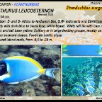 Acanthurus leucostemon - Powderblue surgeonfish