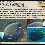 Acanthurus nigricans - Whitecheek surgeonfish