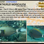 Acanthurus nigricauda - Blackstreak surgeonfish