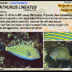 Acanthurus lineatus - Striped surgeonfish