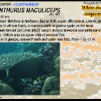 Acanthurus maculiceps - White-freckled surgeonfish