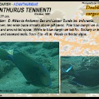 Acanthurus tennenti - Doubleband surgeonfish