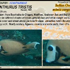 Acanthurus tristis - Indian Ocean mimic surgeonfish