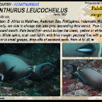 Acanthurus leucocheilus - Palelipped surgeonfish