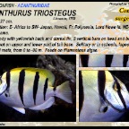 Acanthurus triostegus - Convict surgeonfish