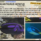 Paracanthus hepatus - Palette surgeonfish