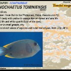 Ctenochaetus tominiensis - Tomini surgeonfish