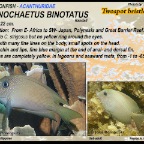 Ctenochaetus pinotatus - Twospot bristletooth