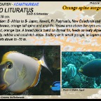 Naso literatus - Orangespine surgeonfish