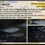 Naso minor - Slender unicornfish
