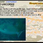 Naso unicornis - Bluespine unicornfish