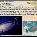 Naso vlamingii - Bignose unicornfish