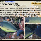 Naso hexacanthus - Sleek unicornfish