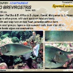 Naso brevirostris - Spotted unicornfish