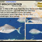Naso brachycentron - Humpback unicornfish