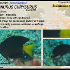 Prionurus chrysurus - Indonesian sawtail