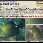 Zebrasoma  scopas - Twotone  tang