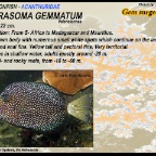 Zebrasoma gemmatum - Gem surgeonfish