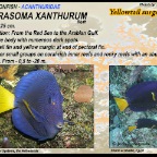 Zebrasoma xanthurum - Yellowtail surgeonfish