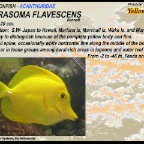 Zebrasoma flavescens - Yellow tang