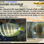 Zebrasoma veliferum - Pacific sailfin tang