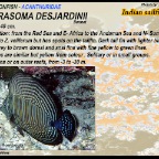 Zebrasoma desjardinii - Indian sailfin tang