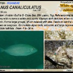 Siganus canaliculatus - White-spotted rabbitfish