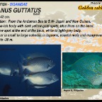 Siganus guttatus - Golden rabbitfish 