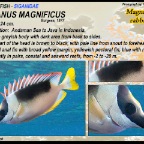 Siganus magnificus - Magnificent rabbitfish