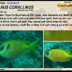 Siganus corallinus - Coral rabbitfish 