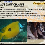 Siganus unimaculatus - Onespot rabbitfish