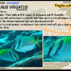 Siganus virgatus - Virgate rabbitfish