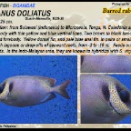 Siganus doliatus - Barred rabbitfish