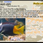 Siganus uspi - Bicolor rabbitfish