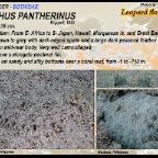 Bothus  pantherinus - Leopard flounder