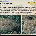 Bothus mancus - Flowery flounder