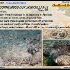 Pseudorhombus  dupliciocellatus - Ocellated flounder