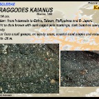 Aseraggodes  kaianus - Kai sole